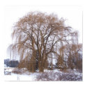 Winter Willow posters