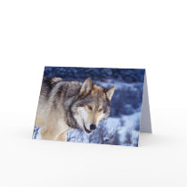 Winter Wolf 2 Card