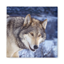Winter Wolf 2 magnets by MuseMagic Winter Wolf 2 magnets