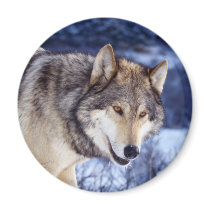 Winter Wolf 2 magnets by MuseMagic Winter Wolf 2 magnets