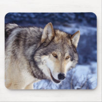 Winter Wolf 2 mousepads by MuseMagic Winter Wolf 2 mousepads