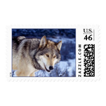 Winter Wolf 2 Postage Stamps