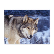 Winter Wolf 2 postcards by MuseMagic Winter Wolf 2 postcards