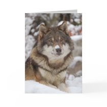 Winter Wolf Greeting Card