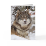 Winter Wolf cards