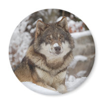 Winter Wolf magnets by MuseMagic Winter Wolf magnets