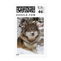 Winter Wolf postage by MuseMagic Winter Wolf postage