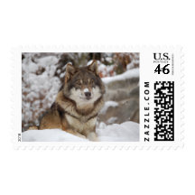 Winter Wolf Postage Stamp