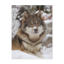 Winter Wolf postcards by MuseMagic Winter Wolf postcards