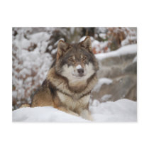 Winter Wolf postcards by MuseMagic Winter Wolf postcards