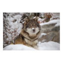 Winter Wolf posters by MuseMagic Winter Wolf posters