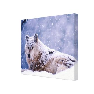 Winter Wolf Resting Canvas Print