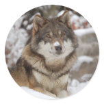 Winter Wolf Round Sticker