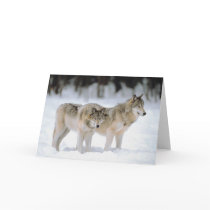 Winter Wolves In Snow