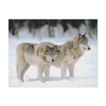 Winter Wolves In Snow postcards