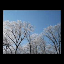 Winter Wonderland with Iced Trees posters