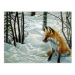 Winter woods, Fox Postcards