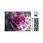 wintercabbage stamp
