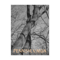 Winters Bite on Trees Bark Pennsylvania Postcard