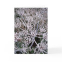winters claws cards