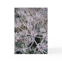 winters claws cards