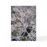 winters claws card