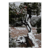 Winters Grace cards