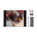 Wire Hair Dachshund Stamp