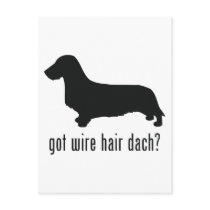 Wire Haired Dachsund Post Card