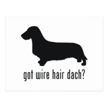 Wire Haired Dachsund Postcards