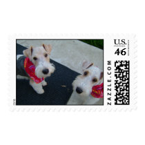 Wire Haired Fox Terriers Stamps