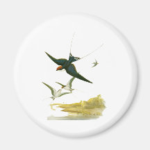 Wire-tailed Swallow Refrigerator Magnet
