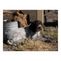 Wiredhaired Pointing Griffon posters by sfuhrman Wiredhaired Pointing Griffon posters