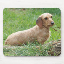 Wirehaired Miniature Dachshund Mouse Pad