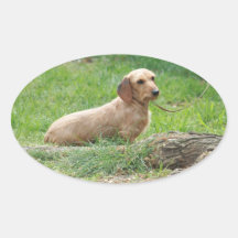 Wirehaired Miniature Dachshund Sticker