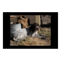 Wirehaired Pointing Griffon Puppy posters by sfuhrman Wirehaired Pointing Griffon Puppy posters
