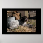 Wirehaired Pointing Griffon Puppy Poster