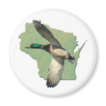 Wisconsin duck
