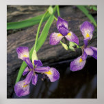 Wisconsin River Blue Flag Iris posters