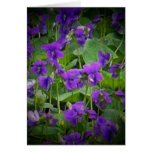 Wisconsin State Flower: Wood Violet Card