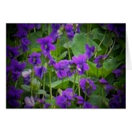 Wisconsin State Flower: Wood Violet Card card