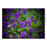 Wisconsin State Flower: Wood Violet Card Wisconsin State Flower: Wood Violet Card