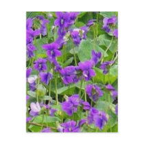 Wisconsin Wood Violets - Customized postcards
