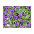 Wisconsin Wood Violets postcard
