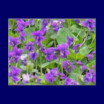 Wisconsin Wood Violets Postcard postcards