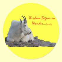 wisdom begins in wonder stickers