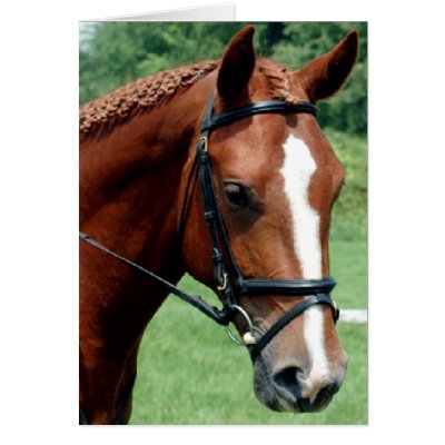 Wisdom Greeting Card by Horse_Play