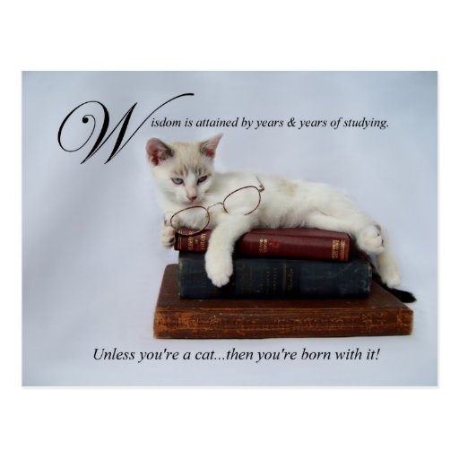 Wisdom (cat) Postcard