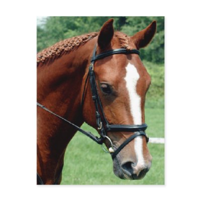 Wisdom Post Card by Horse_Play