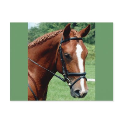 Wisdom Post Cards by Horse_Play